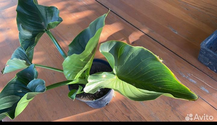 Излишки домашних цветов. Домашние каллы