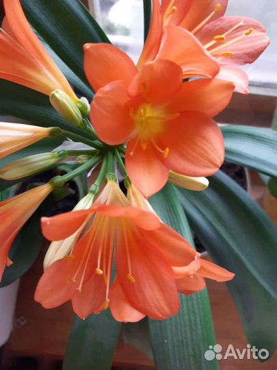 Комнатные цветы кливия