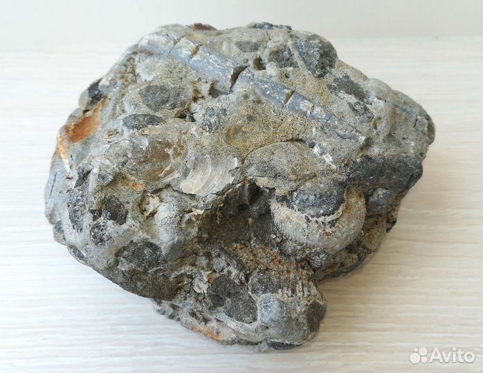 Волжский набор окаменелостей 38