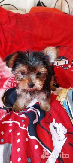 Йоркширский терьер