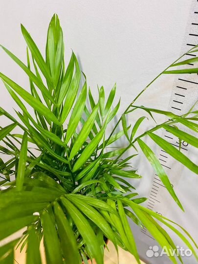 Хамедорея Элеганс/Бамбуковая пальма