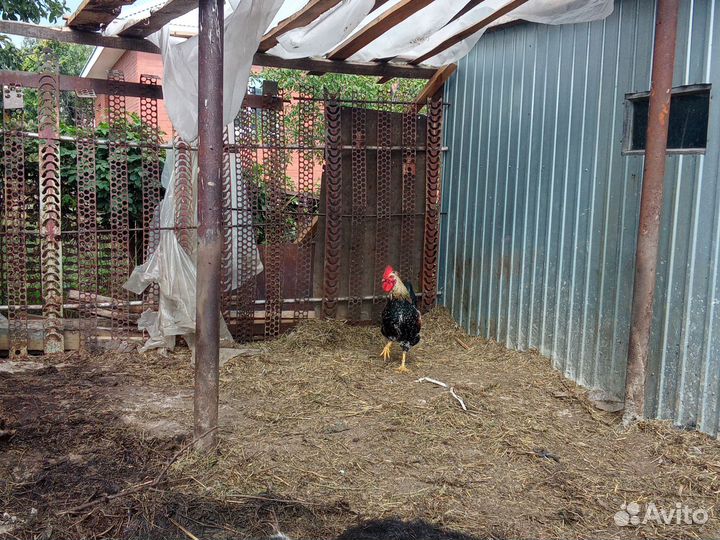 Продам петухов