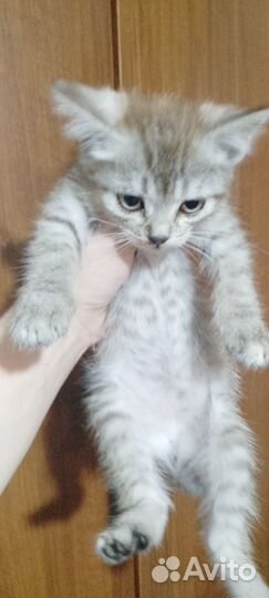 Отдам в добрые руки