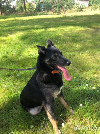 Ищет дом не крупная собачка Майя