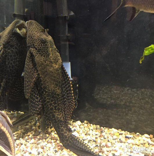 Парчовый сом