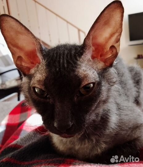 Сфинкс-браш