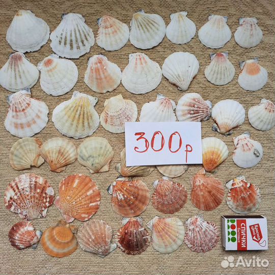 Ракушки разные