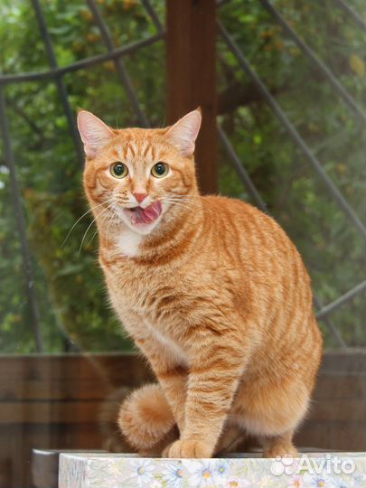 Рыжая кошка - редкость