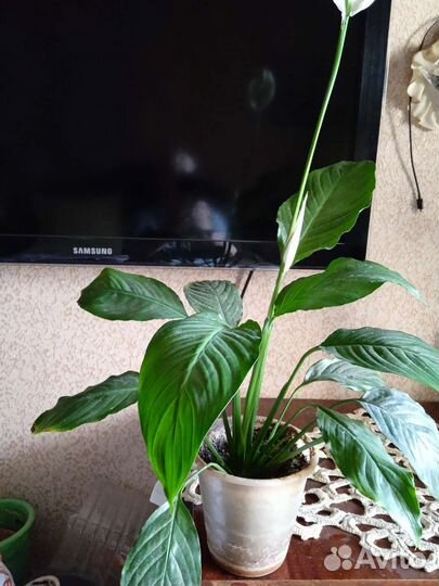 Нолина1ооор