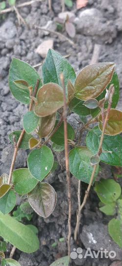 Кизильник блестящий (живая изгородь)