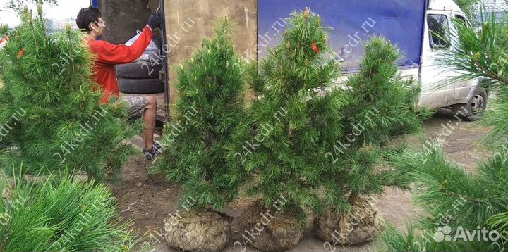 Саженцы кедра экстра класс