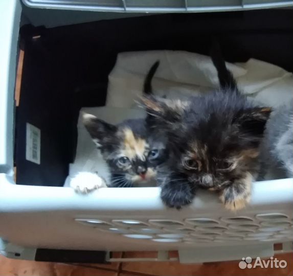 Котятки в добрые руки