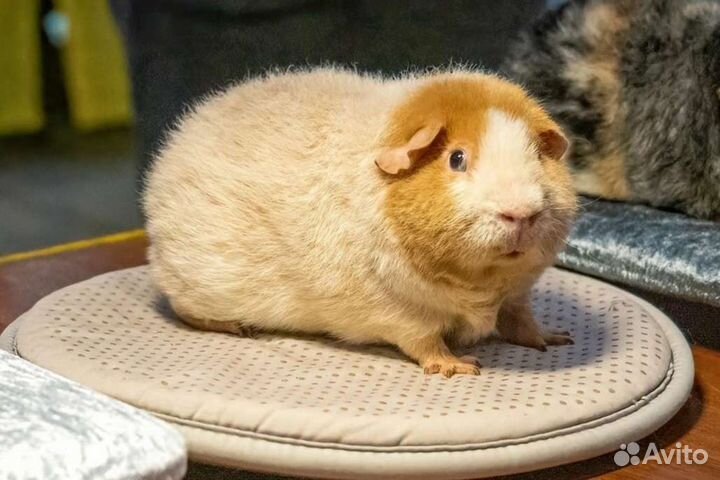 Морская свинка американский тедди