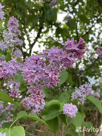 Сирень белая и сиреневая саженцы