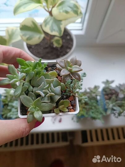 Суккуленты,эхеверия шавиана