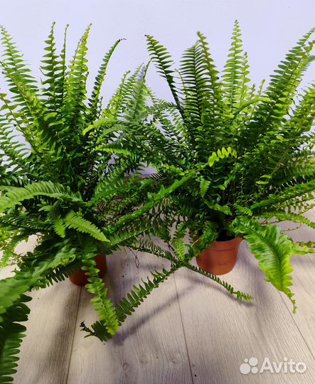 Папоротник нефролепис