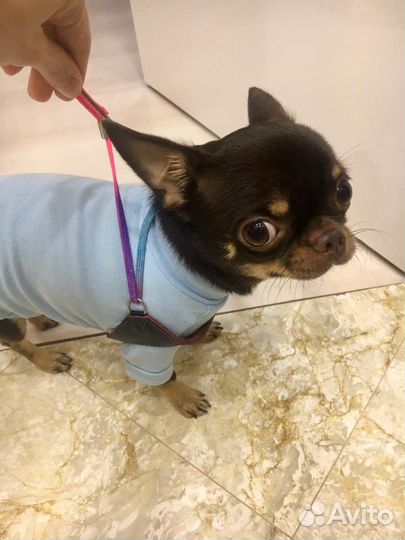 Вещи для маленькой собачки и одежда