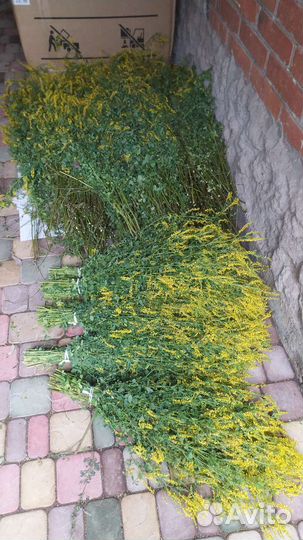 Вязальщики трав