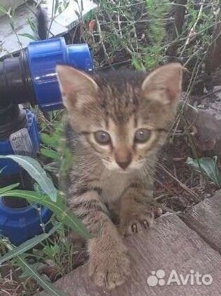 Котята отдам бесплатно