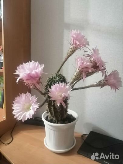 Комнатные цветы