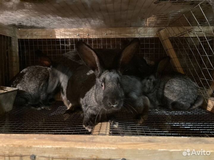 Кролики живьем и мясом