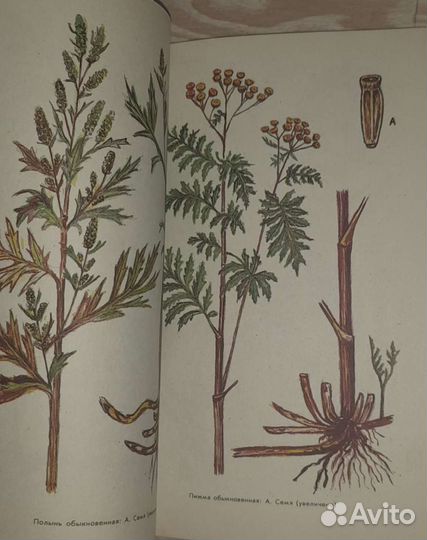 Дикорастущие пищевые растения и их использование