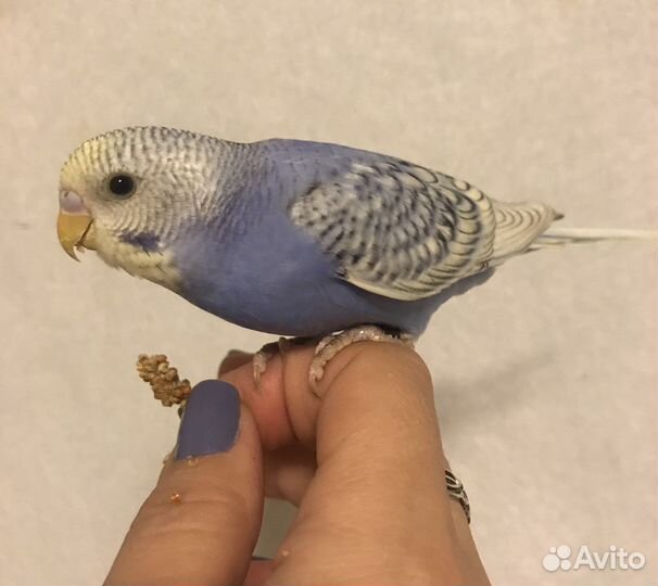 Птенчики волнистых попугаев красивые окрасы