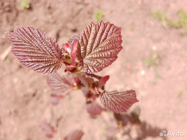 Орех Саженцы лещины