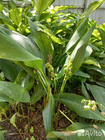 Ландыш садовый