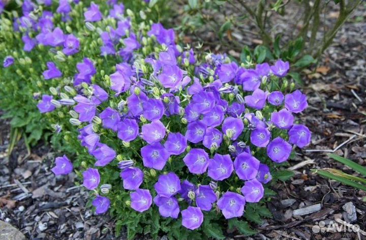 Гипсофила камнампула и др. многолетники