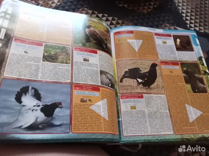 Энциклопедия животных