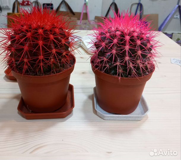 Кашпо горшок для цветов