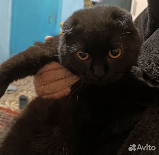 Вислоухие шотландцы
