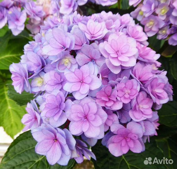 Гортензия Ю энд ми Тугезе