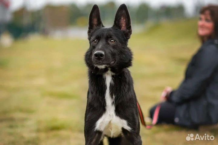 Собака в добрые руки