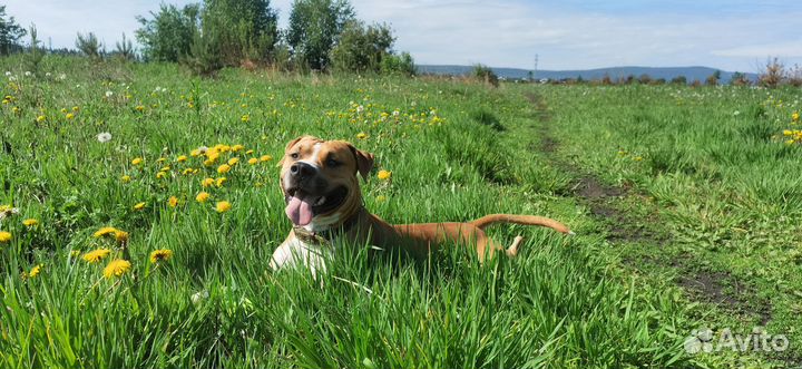 Ищем невесту