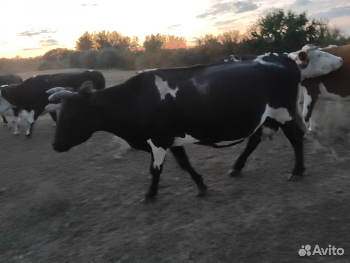 Коровы и телка