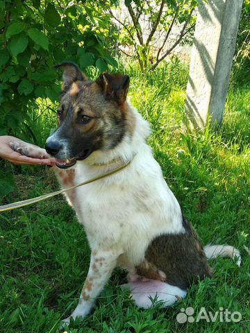 Собака в добрые руки