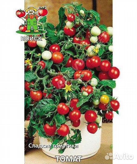 Рассада помидор