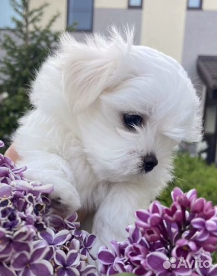 Щенки мальтийской болонки mini Maltese baby face