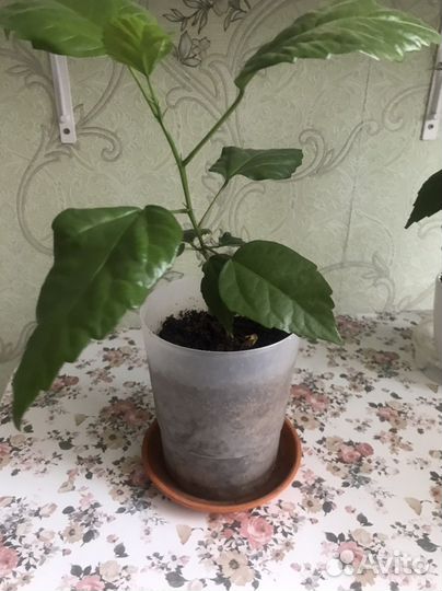 Гибискус китайская роза