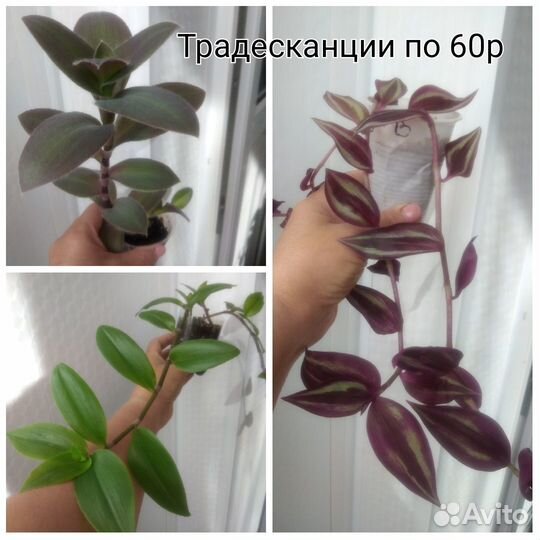 Комнатные цветы разные