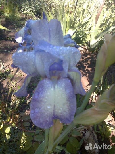 Ирис Германский Сортовой