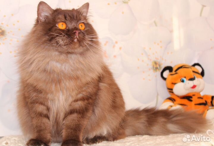 Длинношерстный британский кот