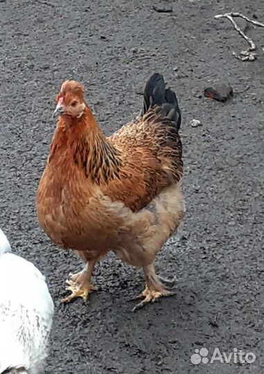 Цыплята суточные