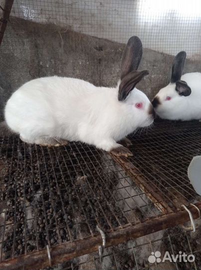 Калифорнийские кролики