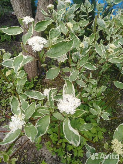 Розы вьющийся саженцы