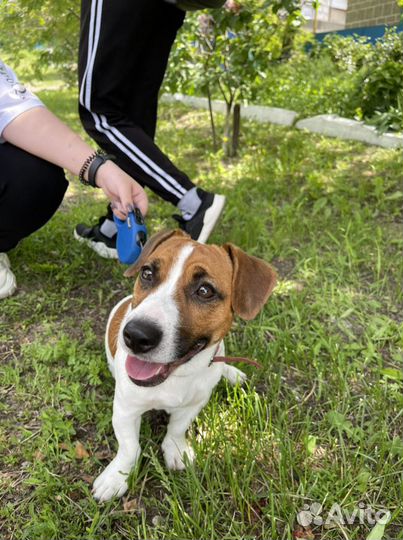 Вязка джек-рассел-терьер