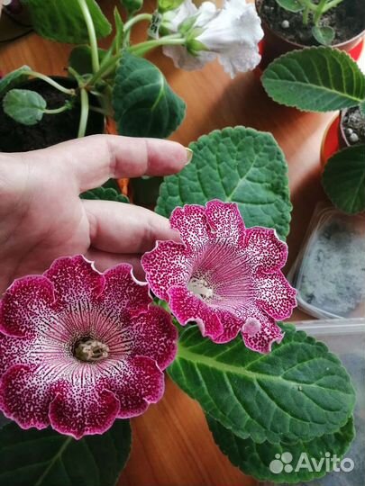 Глоксиния лист