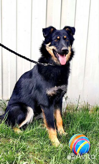 Собака в дар